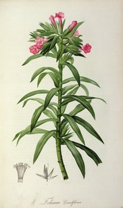 Echium Grandiflorum，来自“马尔马森花园”，1802年